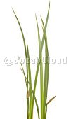 acorus calamus Image